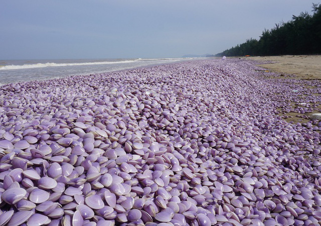 Hàng tấn vỏ ngao trôi dạt bờ biển Thanh Hóa: Khẩn trương xác định nguyên nhân - Ảnh 1