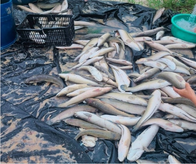 Quảng Bình: Ngư dân thất thần khi chứng kiến hơn 3 tấn cá lóc bị sấm sét đánh chết - Ảnh 2