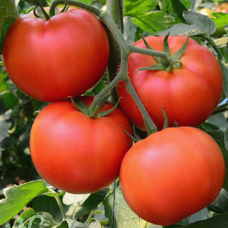 Mẹo chọn mua cà chua tươi ngon '100 quả như 1' không lo mua phải hàng cũ, hàng hư, ngâm thuốc - bảo vệ gia đình bạn ra khỏi những hóa chất độc hại - Ảnh 2
