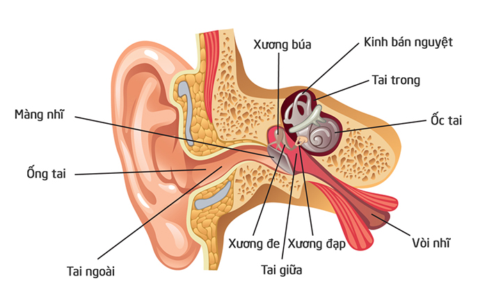Viêm tai giữa ở trẻ em: Triệu chứng và cách điều trị - Ảnh 1