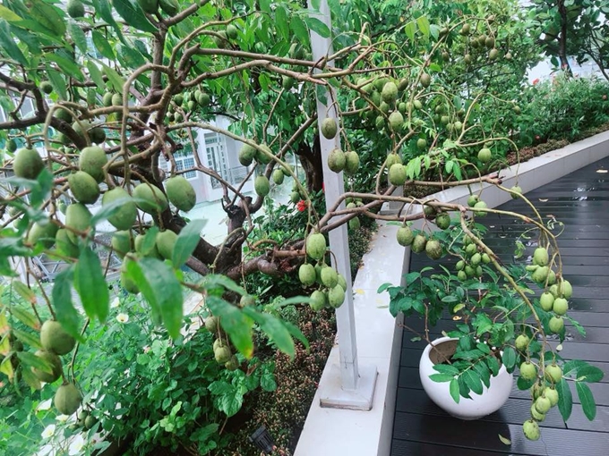Minh Hà xót xa khi vườn rau và cây trái bị gió quật tung rễ sau cơn mưa lớn - Ảnh 4