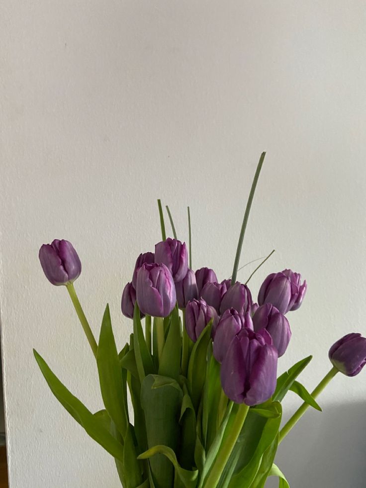 Hoa Tulip và thông điệp ý nghĩa theo từng màu sắc! - Ảnh 4