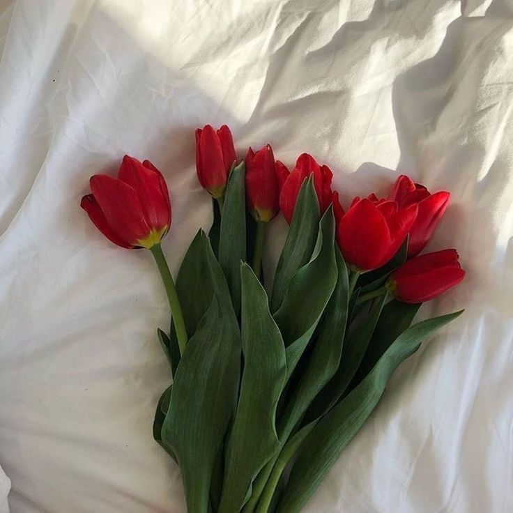 Hoa Tulip và thông điệp ý nghĩa theo từng màu sắc! - Ảnh 3