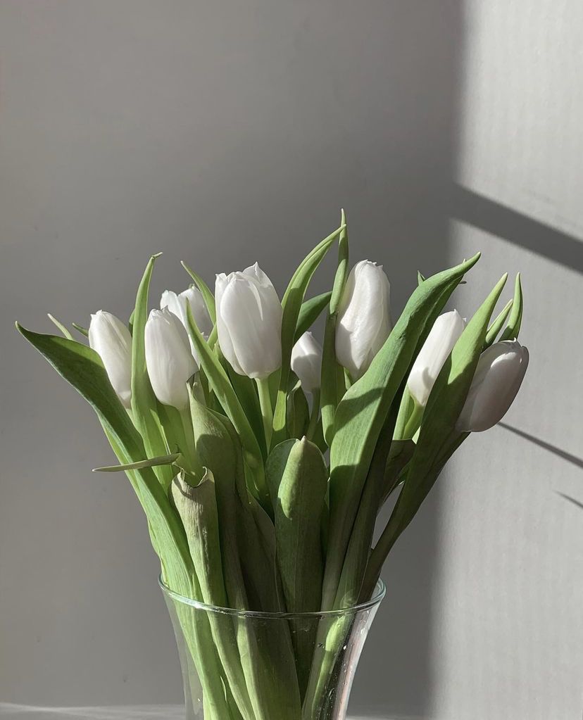 Hoa Tulip và thông điệp ý nghĩa theo từng màu sắc! - Ảnh 2