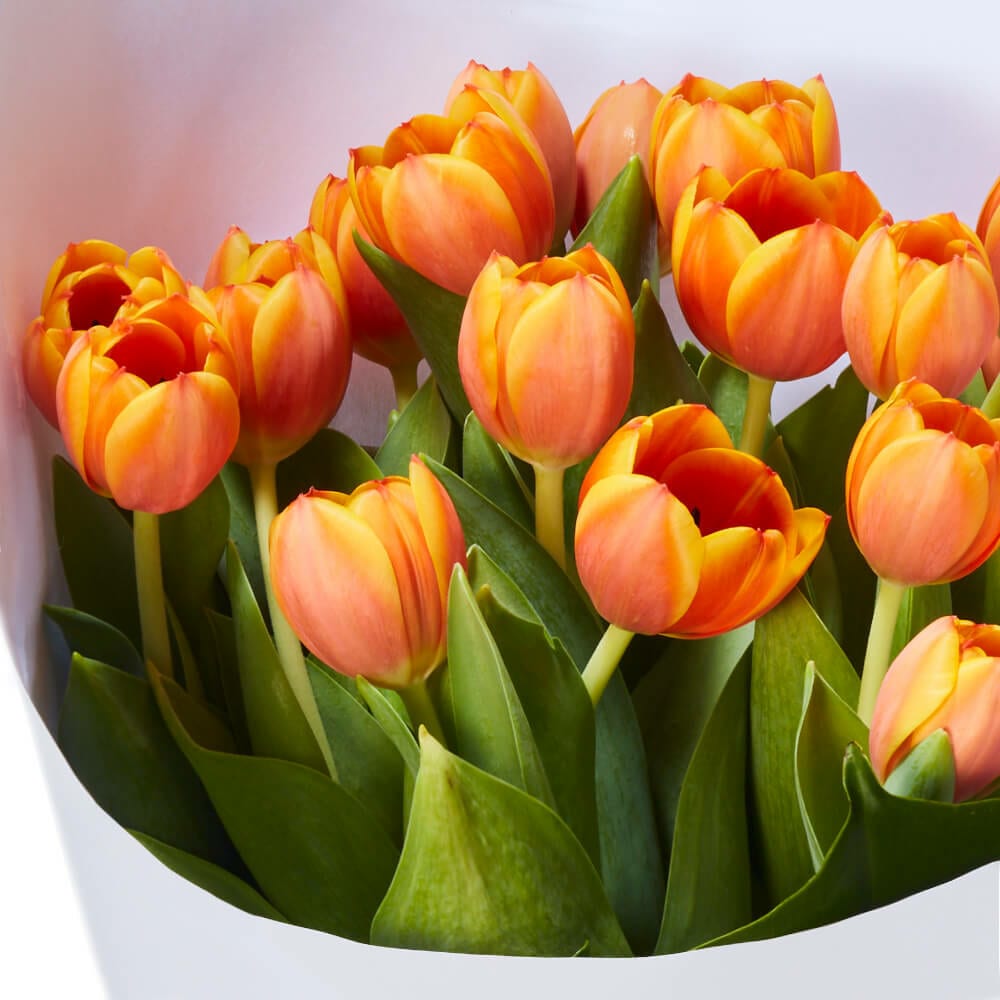 Hoa Tulip và thông điệp ý nghĩa theo từng màu sắc! - Ảnh 5