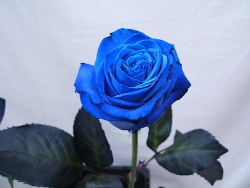 Tặng hoa hồng Valentine cho bạn gái và ý nghĩa của các loại hoa hồng - Ảnh 7