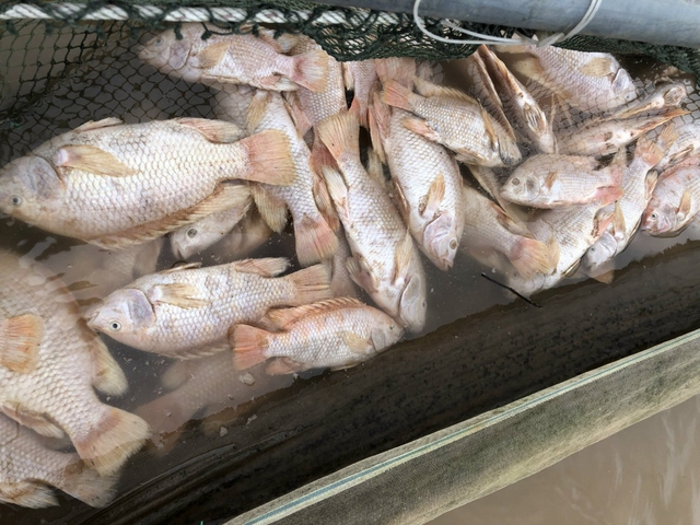 Hơn 6 tấn cá nuôi lồng trên sông Bồ bị chết do mưa lũ - Ảnh 2