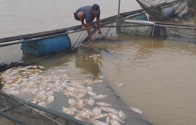 Hơn 6 tấn cá nuôi lồng trên sông Bồ bị chết do mưa lũ - Ảnh 1