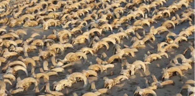 Phát hiện hơn 2.000 xác ướp đầu cừu tại thành phố cổ của Ai Cập - Ảnh 2