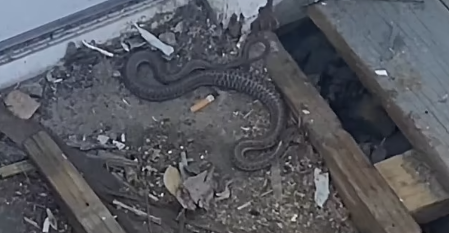 Hãi hùng phát hiện hàng trăm con rắn làm ổ trong nhà suốt 2 năm - Ảnh 3