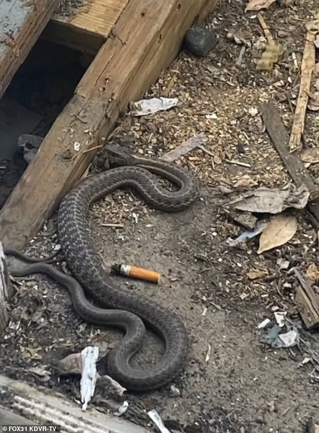 Hãi hùng phát hiện hàng trăm con rắn làm ổ trong nhà suốt 2 năm - Ảnh 4