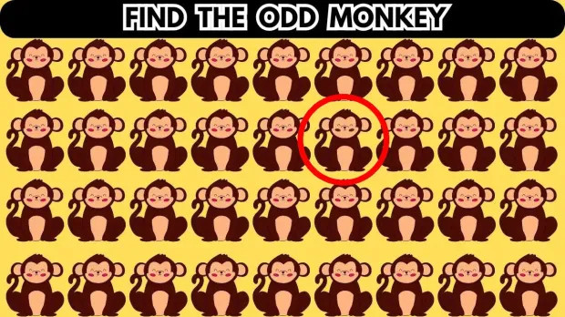 Chỉ thiên tài mới tìm ra con khỉ khác biệt trong đàn - Ảnh 2
