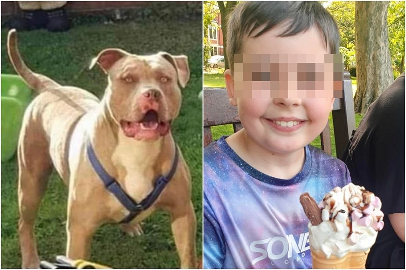 Cậu bé 10 tuổi bị chó cắn tử vong, người mẹ bàng hoàng nhận lại thi thể không còn nguyên vẹn - Ảnh 1