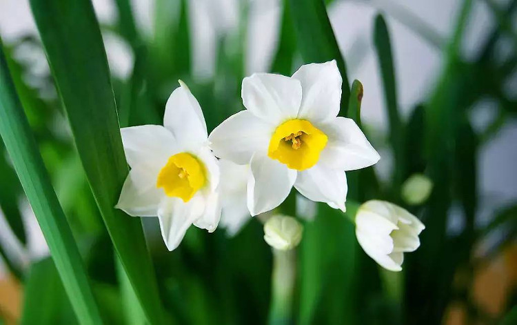 3 loại hoa QUÝ có ý nghĩa TÀI LỘC, mang đến mang mắn cho gia chủ, cuộc sống ngày càng sung túc, viên mãn - Ảnh 1