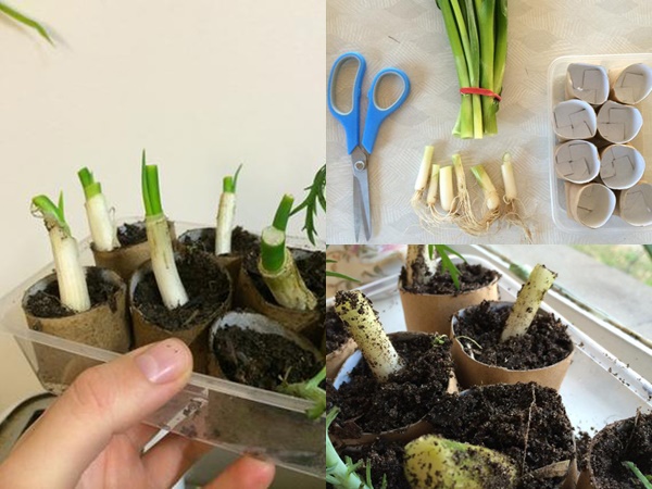 4 cách trồng hành lá tại nhà bằng chai nhựa, lõi giấy cực đơn giản, ăn cả năm không hết - Ảnh 2