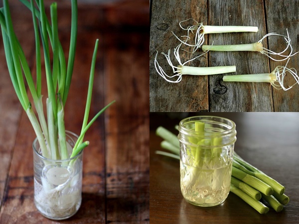 4 cách trồng hành lá tại nhà bằng chai nhựa, lõi giấy cực đơn giản, ăn cả năm không hết - Ảnh 3