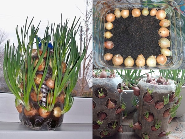 4 cách trồng hành lá tại nhà bằng chai nhựa, lõi giấy cực đơn giản, ăn cả năm không hết - Ảnh 1