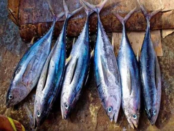 4 loại cá càng ăn càng độc, có loại được cảnh báo gây ung thư số 1 mà mọi người vẫn vô tư ăn - Ảnh 4