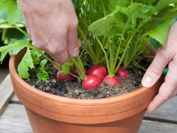 Cách trồng củ cải đỏ đơn giản tại nhà, thu hoạch ngay chỉ sau 1 tháng - Ảnh 3