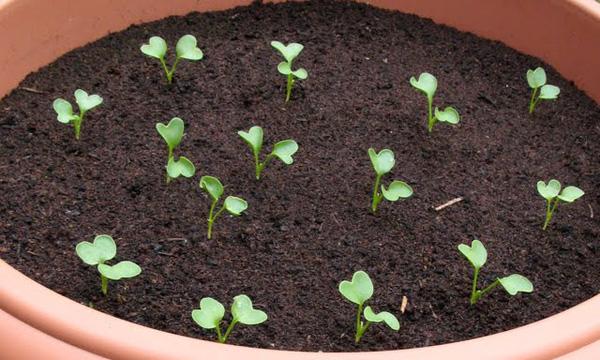 Cách trồng củ cải đỏ đơn giản tại nhà, thu hoạch ngay chỉ sau 1 tháng - Ảnh 2
