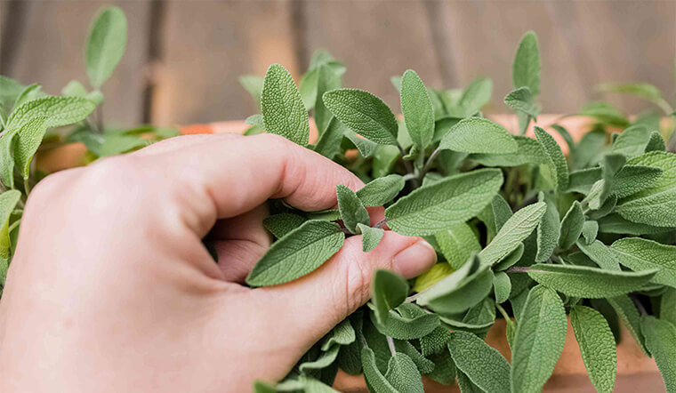 10 loại rau thảo mộc không thể thiếu trong vườn nhà, vừa tiết kiệm vừa có tác dụng chữa bách bệnh! - Ảnh 6