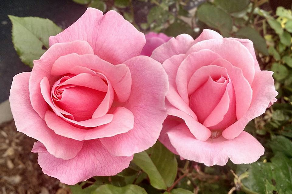 Tặng hoa hồng màu hồng vào ngày Valentine