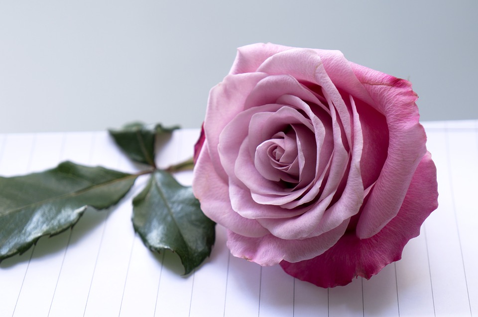 Tặng hoa hồng tím vào ngày Valentine