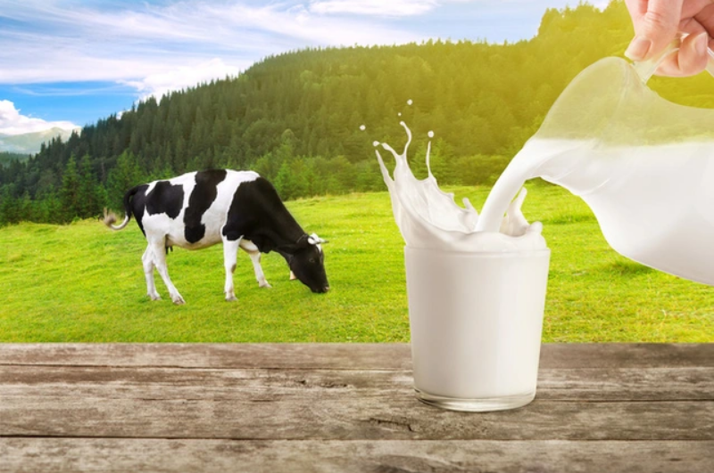 Sữa bò, sữa trâu, sữa dê: Lựa chọn nào tốt cho sức khỏe nhất? - Ảnh 1