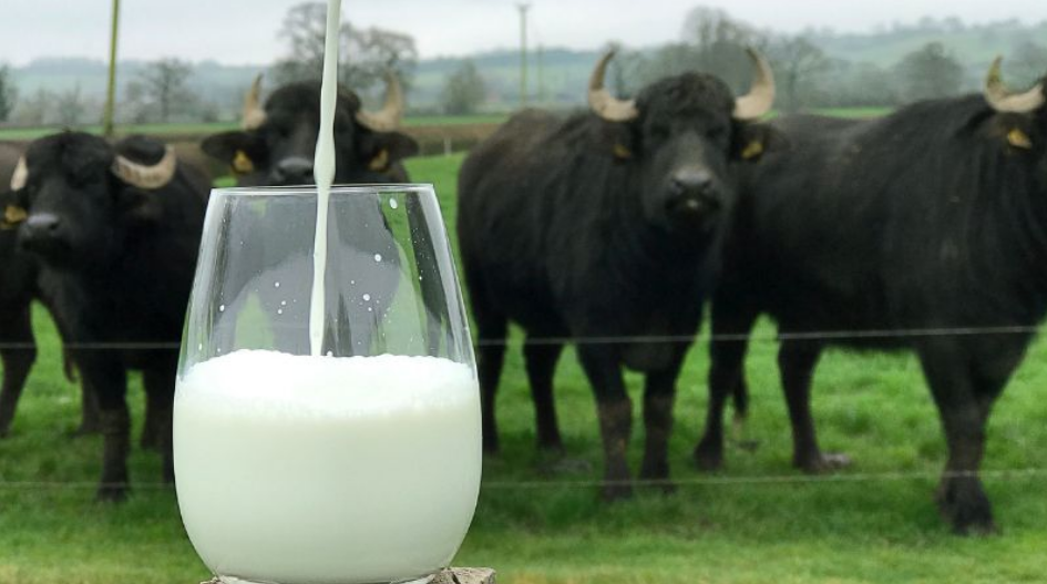 Sữa bò, sữa trâu, sữa dê: Lựa chọn nào tốt cho sức khỏe nhất? - Ảnh 2