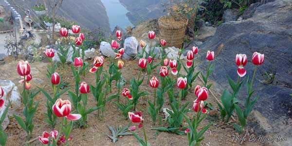Ông bố người Tày 'liều' thuê cả đồi đá Mã Pì Lèng trồng hoa tulip khiến bao người trầm trồ - Ảnh 4