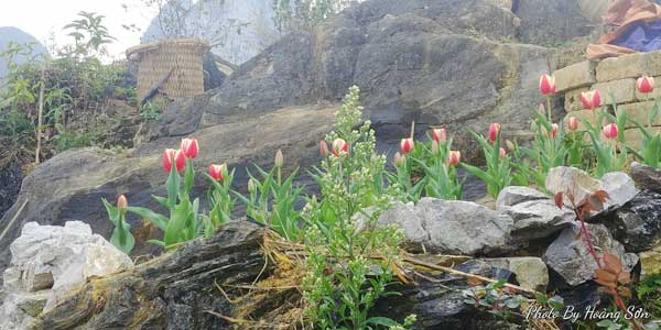 Ông bố người Tày 'liều' thuê cả đồi đá Mã Pì Lèng trồng hoa tulip khiến bao người trầm trồ - Ảnh 5