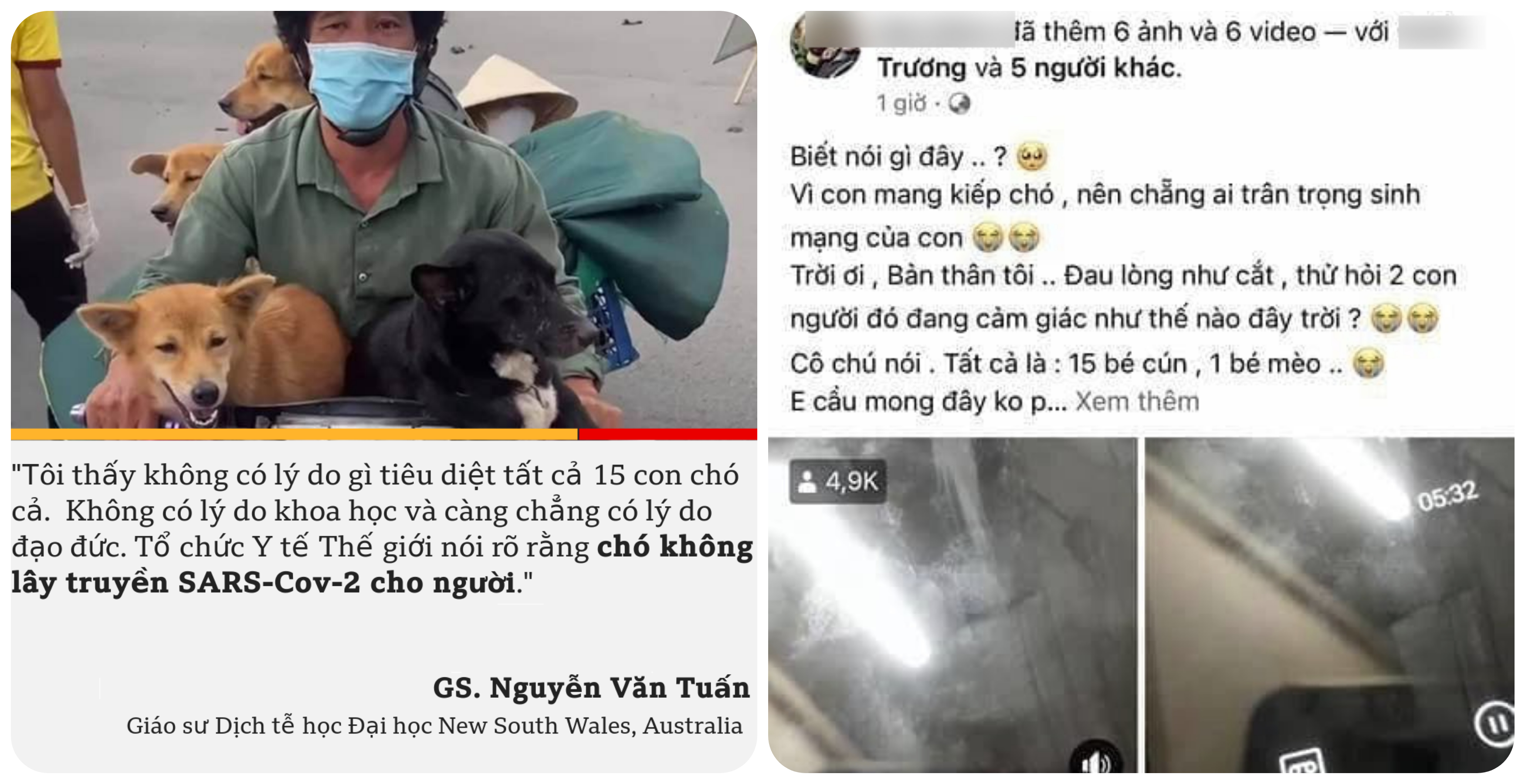 Vụ tiêu hủy 15 chú chó ở Cà Mau: Trưởng trạm y tế và con ruột xin nghỉ việc vì không chịu nổi áp lực dư luận - Ảnh 1