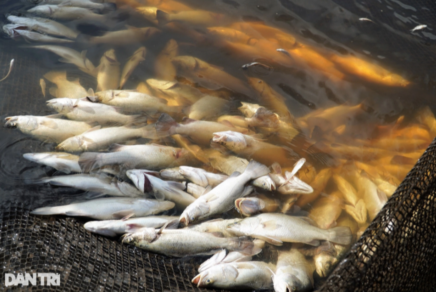 Nguyên nhân khiến 50 tấn cá chết trắng hàng loạt ở Hà Tĩnh - Ảnh 2