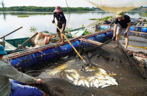 Nguyên nhân khiến 50 tấn cá chết trắng hàng loạt ở Hà Tĩnh - Ảnh 1