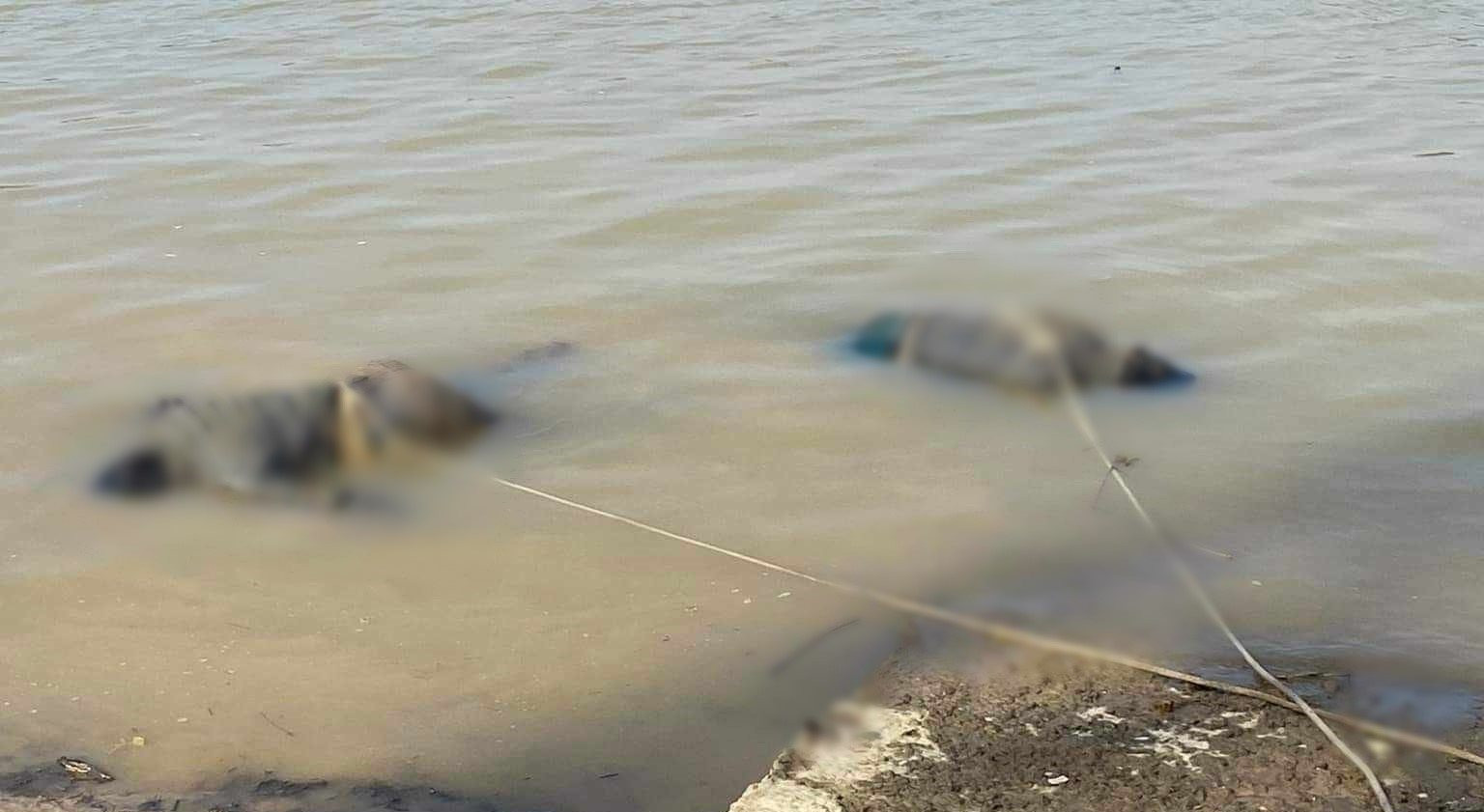 Phát hiện 2 thi thể trôi dạt trên sông Lam - Ảnh 1
