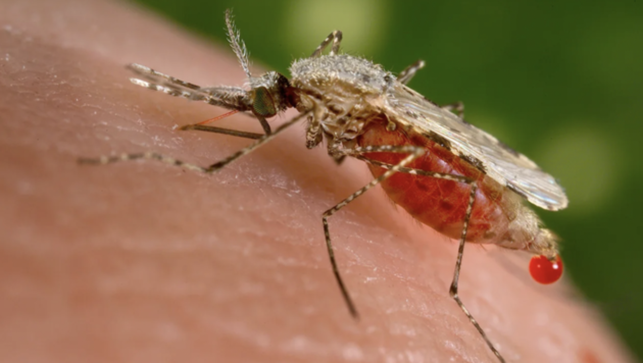 Các nhà khoa học cảnh báo 'kỷ nguyên muỗi' đang đến: Sinh sôi nhanh hơn, sống lâu hơn và lây bệnh nhiều hơn - Ảnh 1