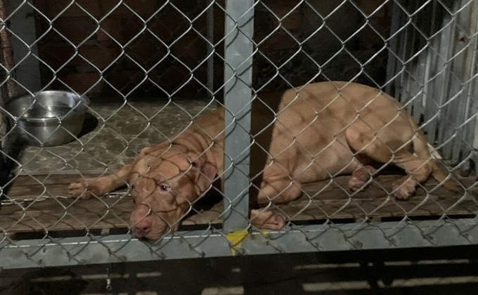 Bộ Nông nghiệp lên tiếng về đề xuất cấm nuôi chó pitbull - Ảnh 2