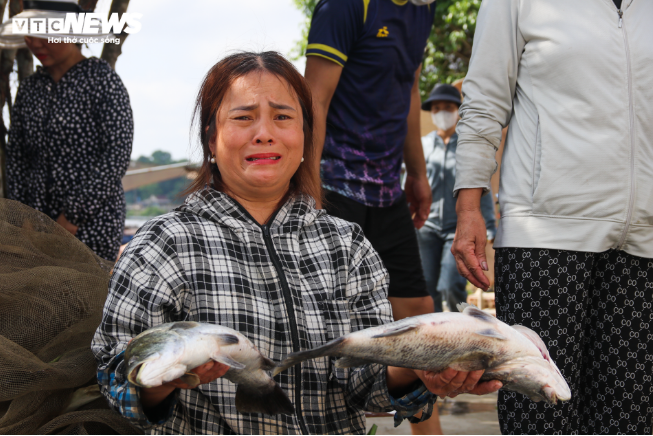 Hơn 50 tấn cá nuôi lồng bè ở Hà Tĩnh chết trắng, nông dân điêu đứng sau một đêm thức dậy - Ảnh 1
