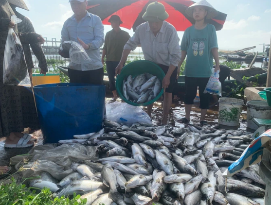 Hơn 50 tấn cá nuôi lồng bè ở Hà Tĩnh chết trắng, nông dân điêu đứng sau một đêm thức dậy - Ảnh 2