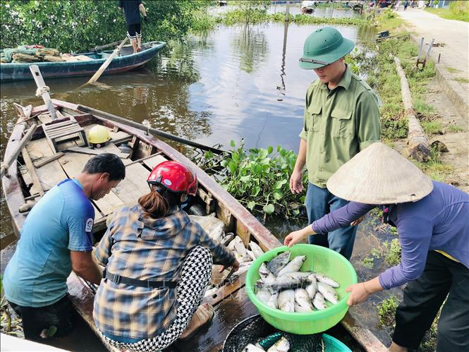 Hơn 50 tấn cá nuôi lồng bè ở Hà Tĩnh chết trắng, nông dân điêu đứng sau một đêm thức dậy - Ảnh 4