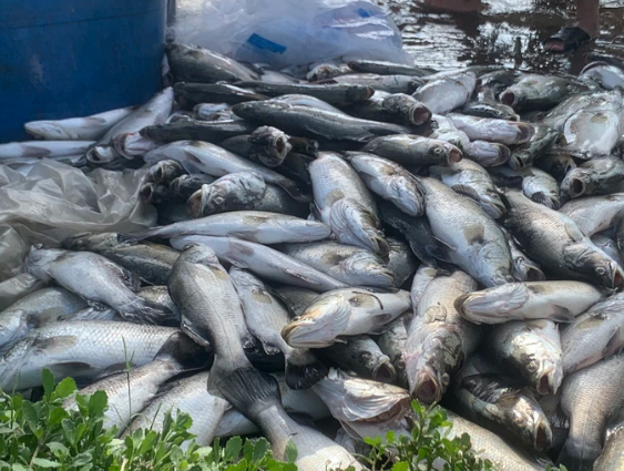 Hơn 50 tấn cá nuôi lồng bè ở Hà Tĩnh chết trắng, nông dân điêu đứng sau một đêm thức dậy - Ảnh 3