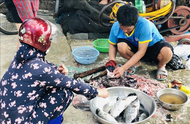 Hơn 50 tấn cá nuôi lồng bè ở Hà Tĩnh chết trắng, nông dân điêu đứng sau một đêm thức dậy - Ảnh 5