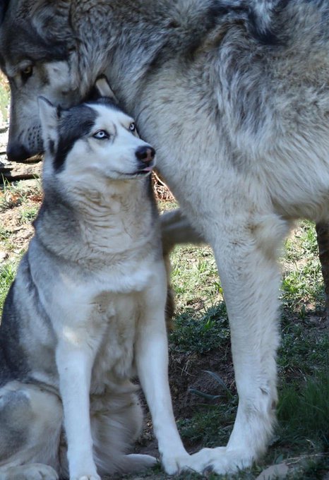 Cận cảnh chó Husky 'sánh vai' cùng với sói sẽ khiến bạn phải trầm trồ  - Ảnh 2