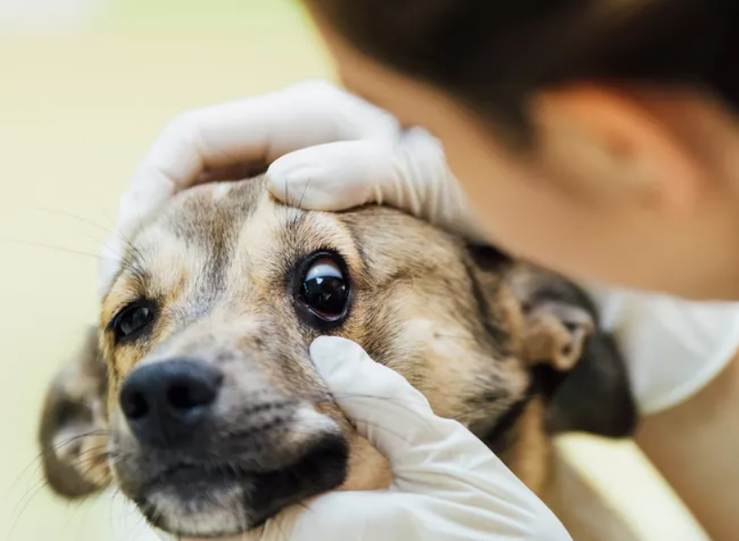 Ngày Thú y Thế giới 30/4/2024: Lời khuyên ngăn ngừa các bệnh về mắt thường gặp ở chó và mèo - Ảnh 1