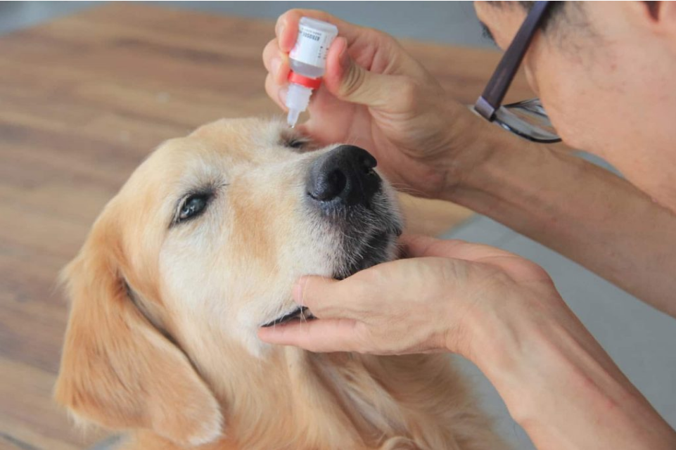 Ngày Thú y Thế giới 30/4/2024: Lời khuyên ngăn ngừa các bệnh về mắt thường gặp ở chó và mèo - Ảnh 3