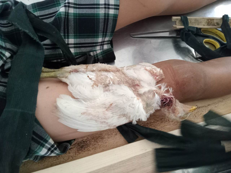 Lấy con gà trắng cắt cổ, cột vào đùi để chữa gãy xương, nam thanh niên ở Quảng Ngãi nguy kịch vì nhiễm trùng nặng - Ảnh 1