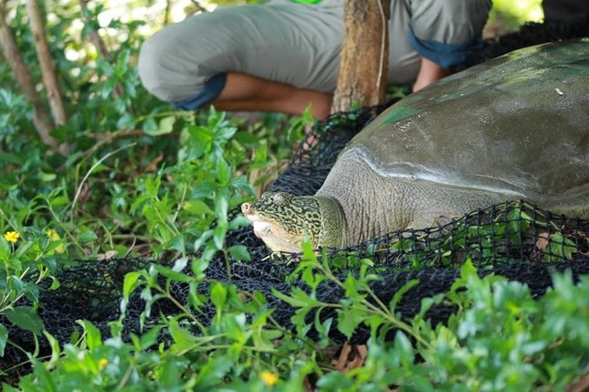 Cá thể rùa tại hồ Hoàn Kiếm nặng 100kg bất ngờ qua đời ở hồ Đồng Mô  - Ảnh 2