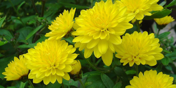 Ý nghĩa và cách bày trí hoa cúc vàng trong phong thủy: Gia tăng phúc khí, cuộc sống như ý - Ảnh 1