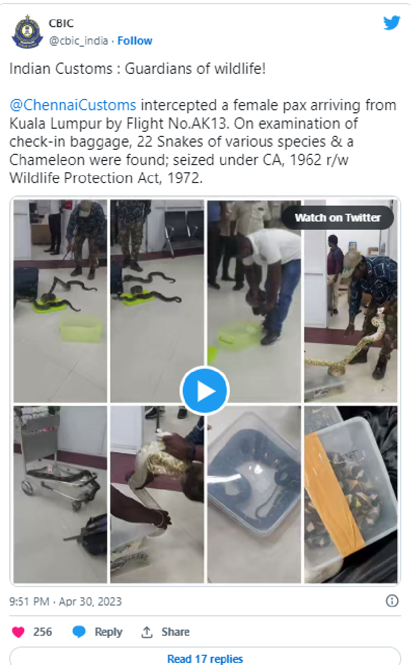 Phát hiện hơn 20 con rắn và tắc kè hoa trong vali của người phụ nữ ở sân bay Ấn Độ - Ảnh 1