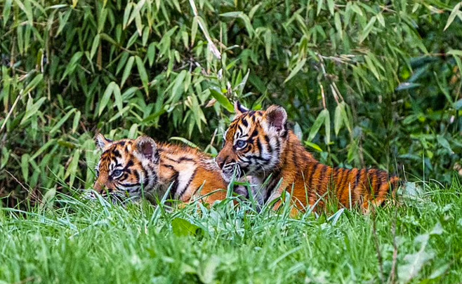 2 con hổ Sumatra có nguy cơ tuyệt chủng chào đời tại một vườn thú ở Anh - Ảnh 3